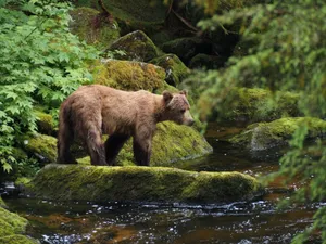 A majestic grizzly bear stands by a lush green forest stream in Wrangell, Alaska, showcasing nature's beauty. jigsaw puzzle