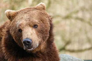 Close-up portrait of a grizzly bear in its natural habitat with a blurred background. jigsaw puzzle
