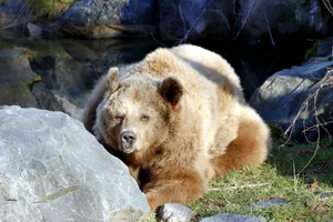 A powerful brown bear lies peacefully among rocks, showcasing its natural habitat. jigsaw puzzle