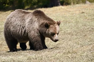 A brown bear walking on grass in Wildpark Poing, showcasing its fur and natural habitat. jigsaw puzzle