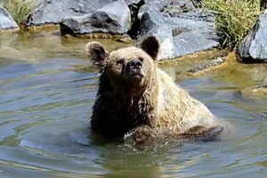 Close-up of a grizzly bear enjoying a bath in a rocky stream outdoors. jigsaw puzzle