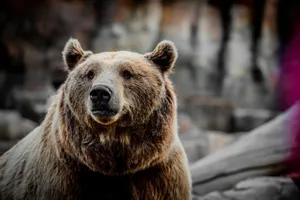 A detailed close-up view of a wild brown bear in its natural habitat. jigsaw puzzle