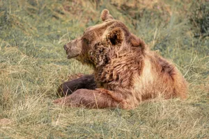 A grizzly bear lies in a grassy field, showcasing serene wildlife behavior. jigsaw puzzle