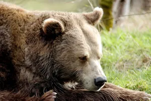 A detailed, peaceful close-up of a brown bear resting in natural surroundings, capturing the essence of wildlife. jigsaw puzzle