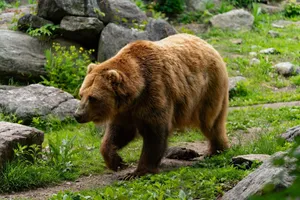 A brown bear strolls amid rocks and greenery in its natural habitat, showcasing its strength. jigsaw puzzle