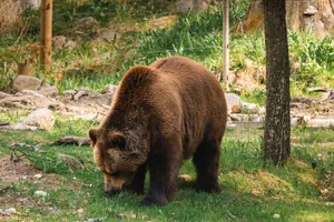 Brown grizzly bear foraging in a lush green forest setting, captured in the wild. jigsaw puzzle