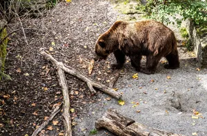 A brown bear wandering in a forest during autumn surrounded by fallen leaves and branches. jigsaw puzzle