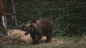 A brown bear traverses its natural forest habitat, displaying the beauty of wildlife. jigsaw puzzle