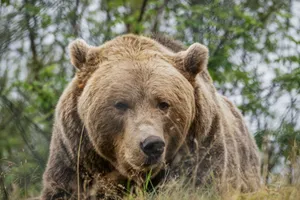 Majestic grizzly bear in the wild, surrounded by greenery and grass. jigsaw puzzle