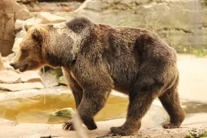 A majestic brown bear walks along a pond in a naturalistic zoo setting. jigsaw puzzle