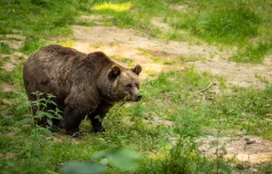 A majestic brown bear walks in its natural habitat amidst lush greenery. jigsaw puzzle