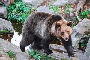 Captivating photo of a brown bear in Stockholm, showcasing its strength and natural habitat. jigsaw puzzle