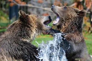Two grizzly bears interacting near water, capturing wildlife dynamics in a natural setting. jigsaw puzzle