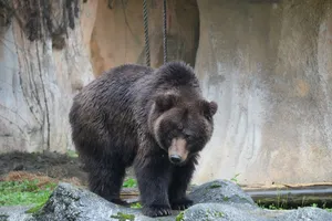 A brown bear standing on rocks in its enclosure at Taipei Zoo, Taiwan. jigsaw puzzle