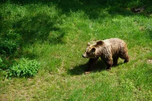 A powerful grizzly bear walks through a vibrant green meadow, showcasing the beauty of nature and wildlife. jigsaw puzzle