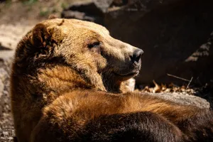 Close-up photo of a serene brown bear basking in the natural sunlight at a rocky outdoor habitat. jigsaw puzzle