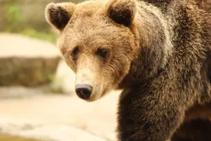 Close-up portrait of a majestic grizzly bear in its natural habitat. jigsaw puzzle