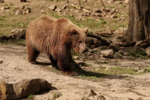 A young brown bear exploring its natural environment in a sunny forest setting. jigsaw puzzle