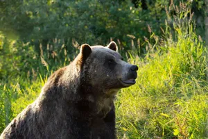 Grizzly bear in Vancouver's lush wilderness, captured in warm sunlight. jigsaw puzzle