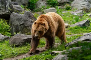 A majestic grizzly bear walking through a rocky, green landscape, showcasing nature's wildlife beauty. jigsaw puzzle