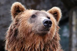 Detailed close-up of a brown bear's face, showcasing its expressive eyes and fur texture. jigsaw puzzle