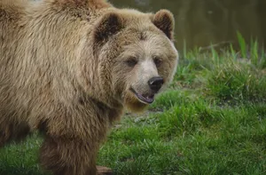 Grizzly bear close-up portrait in natural habitat, showcasing the wild beauty of wildlife. jigsaw puzzle