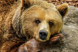 A detailed close-up portrait of a brown bear resting its head on a rock, showcasing its fur and serene expression. jigsaw puzzle