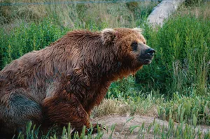 Close-up of a grizzly bear in its natural habitat illustrating wildlife beauty. jigsaw puzzle