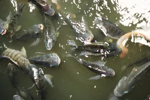 A vibrant close-up of various fish swimming in a pond, showing their natural behavior. jigsaw puzzle