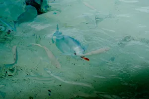 A vibrant tropical fish swimming in pristine turquoise water, capturing nature's beauty. jigsaw puzzle