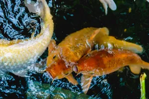 Top view of colorful koi fish swimming in a serene pond, showcasing their vivid colors and graceful movements. jigsaw puzzle