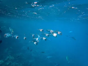 A stunning view of a school of fish swimming in crystal clear ocean waters, showcasing marine life. jigsaw puzzle