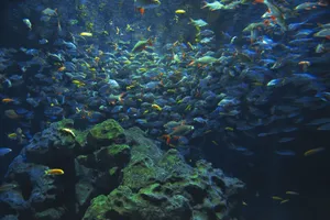 Dynamic underwater scene depicting a vibrant shoal of colorful fish swimming by coral reef. jigsaw puzzle