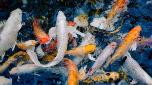 Colorful koi fish swim gracefully in a clear pond creating a vibrant scene. jigsaw puzzle
