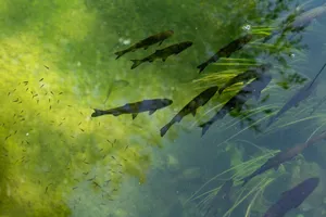 A serene scene of fish swimming in a clear pond in Šibensko-kninska županija, Croatia. jigsaw puzzle