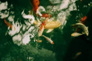 Vibrant koi fish swim gracefully in a serene aquarium setting. jigsaw puzzle