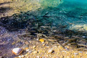 Crystal clear water at a rocky shore teeming with a vibrant school of fish. jigsaw puzzle