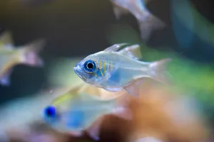 Vibrant close-up image of a threadfin cardinalfish swimming in an aquarium. jigsaw puzzle