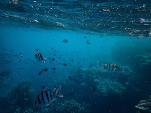 Explore the vibrant underwater world with colorful tropical fish thriving among coral reefs. jigsaw puzzle