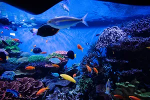 Colorful fish and corals in a vibrant aquarium setting. jigsaw puzzle