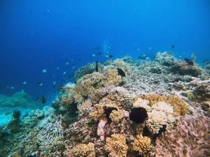 Explore the vibrant coral reef teeming with diverse marine life in this stunning underwater photograph. jigsaw puzzle