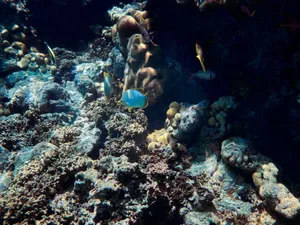 Explore the vibrant diversity of a coral reef, teeming with colorful tropical fish and rich marine wildlife. jigsaw puzzle