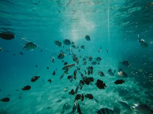 School of fish swimming in a vibrant ocean scene under sunlight. jigsaw puzzle