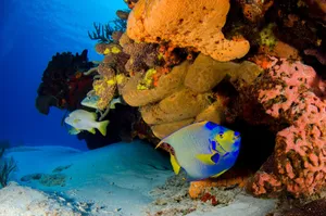 Vibrant underwater scene featuring a queen angelfish amid colorful corals. jigsaw puzzle
