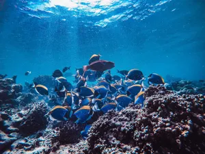 A vibrant scene of a school of blue tang fish swimming over a coral reef in crystal-clear waters. jigsaw puzzle