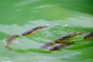 A serene scene of tilapia fish swimming in a green pond in Hong Kong's New Territories. jigsaw puzzle