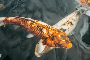 Close-up view of Japanese koi fish with vibrant scales swimming in a pond. jigsaw puzzle
