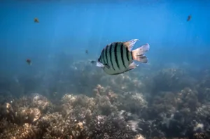 Vibrant fish glides over coral reef in tropical waters, Low Isles, QLD, Australia. jigsaw puzzle