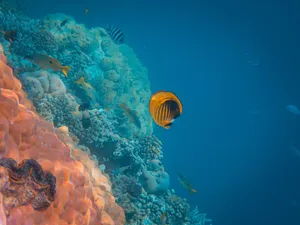 Colorful coral reef teeming with tropical fish in clear underwater view, showcasing rich marine life. jigsaw puzzle