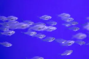 A vibrant school of silver fish swimming in a vivid blue underwater aquarium setting. jigsaw puzzle